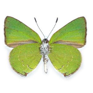 ERORA SUBFLORENS ERORA SUBFLORENS